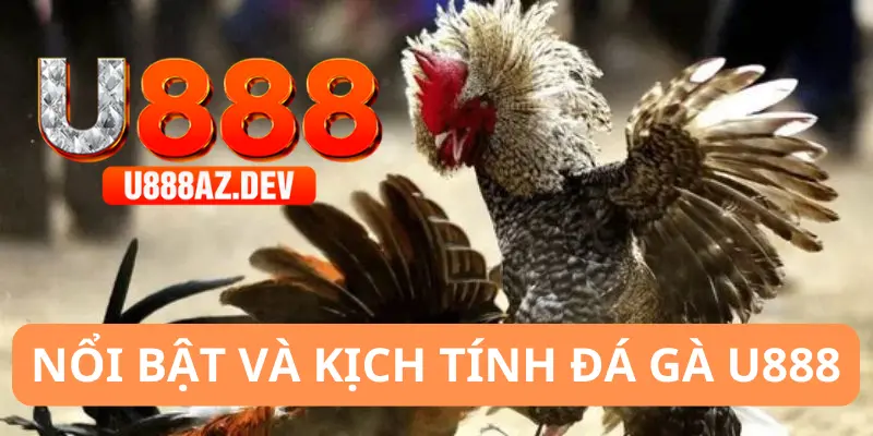 Điểm danh đá gà U888 nổi bật nhất 