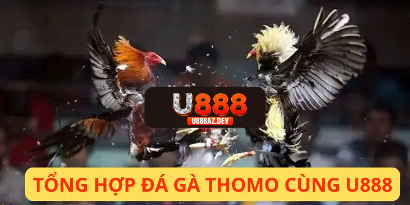 Tổng hợp đá gà thomo