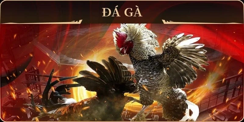 Giới thiệu về cách nhận biết trang đá gà uy tín