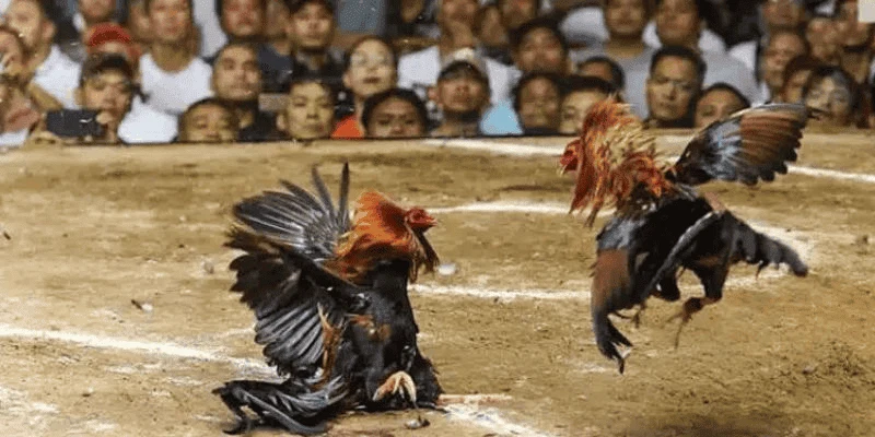 Tham khảo kinh nghiệm tham gia chọi gà tại các sân đấu lớn