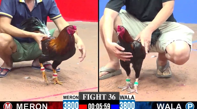 Thomo - Đấu trường gà lớn nhất ĐNA